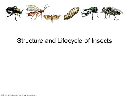 Structure and Lifecycle of Insects NB: not all orders of insects are represented.