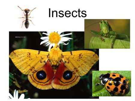 Insects.
