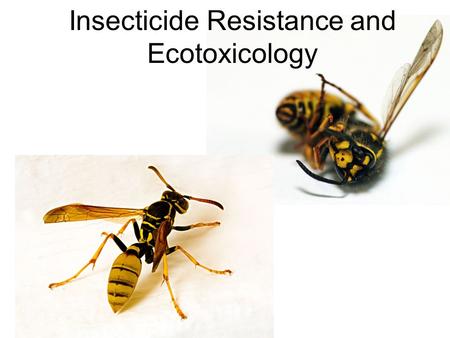 Insecticide Resistance and Ecotoxicology. Insecticide Composition Insecticide = Active Ingredient + Additives.