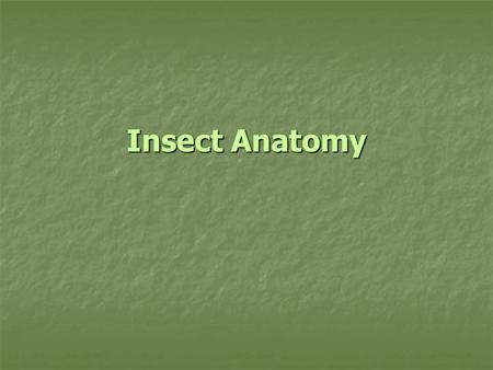 Insect Anatomy. Classification PhylumClassOrderFamilyGenusSpecies.
