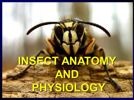 INSECT ANATOMY AND PHYSIOLOGY