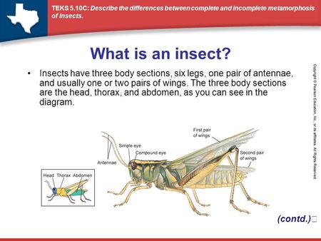 What is an insect? Insects have three body sections, six legs, one pair of antennae, and usually one or two pairs of wings. The three body sections are.