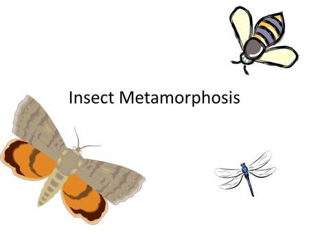 Insect Metamorphosis. INCOMPLETE Metamorphosis Has THREE stages COMPLETE Metamorphosis Has FOUR stages.