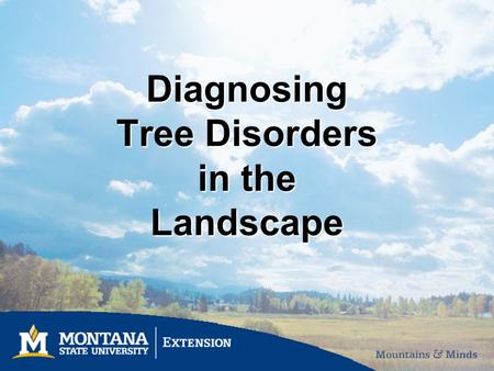 Diagnosing Tree Disorders in the Landscape. What is a plant disease? Anything that damages plant health Plant pathology deals with infectious organisms.