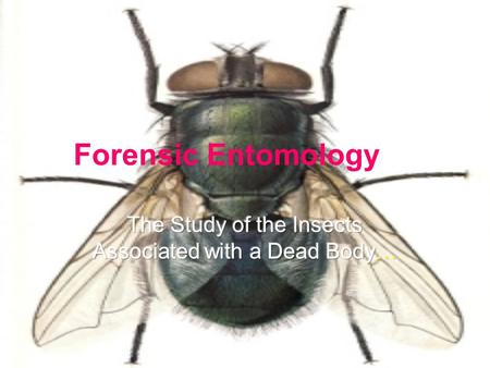Forensic Entomology. Why Are Insects Used in Forensic Science? In most seasons and environments, insects colonize a dead body almost immediately after.