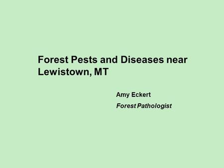 Forest Pests and Diseases near Lewistown, MT Amy Eckert Forest Pathologist.