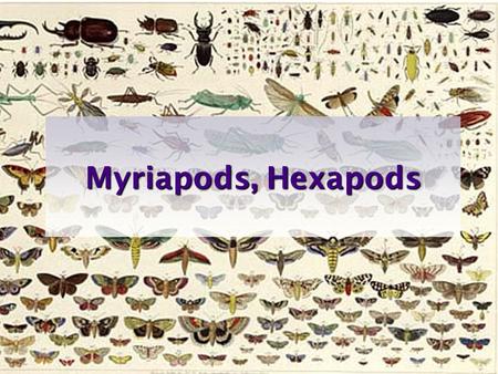 Myriapods, Hexapods.