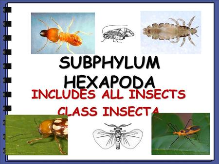 INCLUDES ALL INSECTS CLASS INSECTA