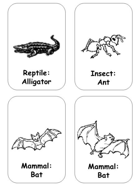 Reptile: Alligator Insect: Ant Mammal: Bat. Insect: Bee Insect: Beetle.