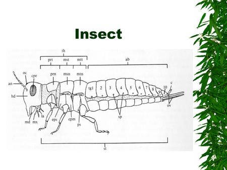 Insect. Insect Body Parts  ab - abdomen  an - antenna  cpe – compound eye  cr – circus  epm – epimeron  eps – episternum  hd – head  la – labium.