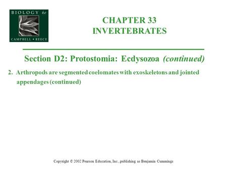 CHAPTER 33 INVERTEBRATES Copyright © 2002 Pearson Education, Inc., publishing as Benjamin Cummings Section D2: Protostomia: Ecdysozoa (continued) 2. Arthropods.