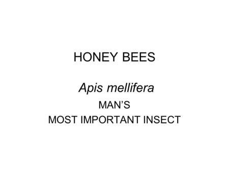 HONEY BEES Apis mellifera MAN’S MOST IMPORTANT INSECT.