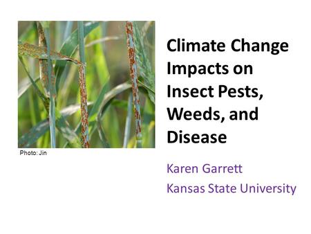Climate Change Impacts on Insect Pests, Weeds, and Disease Karen Garrett Kansas State University Photo: Jin.