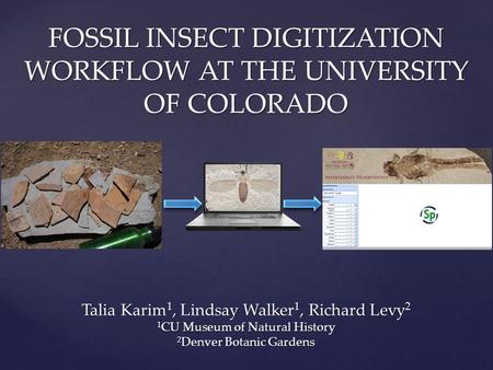 FOSSIL INSECT DIGITIZATION WORKFLOW AT THE UNIVERSITY OF COLORADO Talia Karim 1, Lindsay Walker 1, Richard Levy 2 1 CU Museum of Natural History 2 Denver.