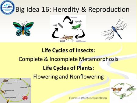 Department of Mathematics and Science Big Idea 16: Heredity & Reproduction Life Cycles of Insects: Complete & Incomplete Metamorphosis Life Cycles of Plants:
