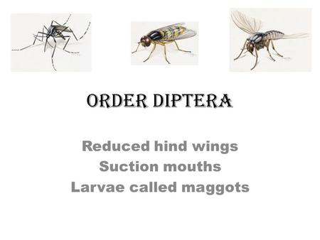 ORDER DIPTERA Reduced hind wings Suction mouths Larvae called maggots.