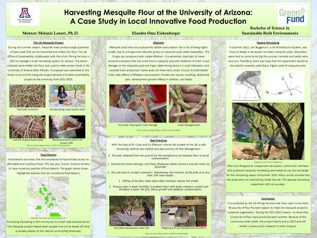 Harvesting Mesquite Flour at the University of Arizona: A Case Study in Local Innovative Food Production Bachelor of Science in Mentor: Melanie Lenart,