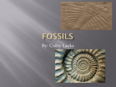 By: Colby Lacks.  Without such fossils, scientists would know very little about the history of life on earth.  The answers we get from rocks often cause.