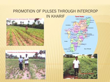 PROMOTION OF PULSES THROUGH INTERCROP IN KHARIF