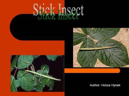 Author: Honza Hynek. Stick Insect is an insect. It has six legs and a long body. 0f course, it has two feelers. Somebody likes it, somebody hates it.