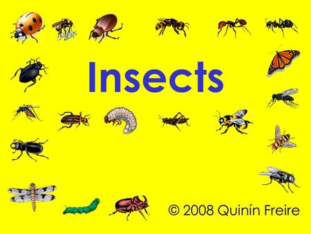 Insects © 2008 Quinín Freire. There are more than1,000,000 species of insects in Nature.