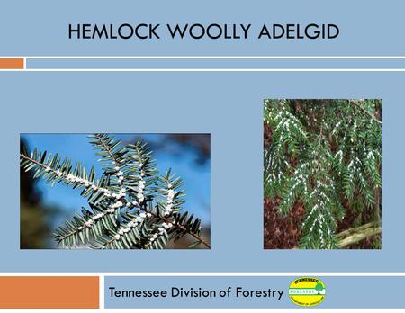 HEMLOCK WOOLLY ADELGID Tennessee Division of Forestry.