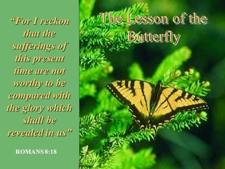The Lesson of the Butterfly “For I reckon that the sufferings of this present time are not worthy to be compared with the glory which shall be revealed.