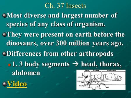 Ch. 37 Insects Most diverse and largest number of species of any class of organism. They were present on earth before the dinosaurs, over 300 million.