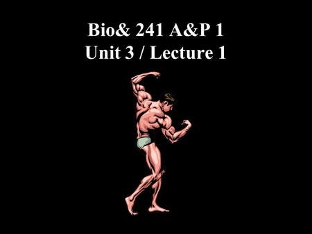 Bio& 241 A&P 1 Unit 3 / Lecture 1. Introduction to Muscles 1.Origin: Attachment of a muscle tendon to the stationary bone. 2.Insertion: Attachment of.