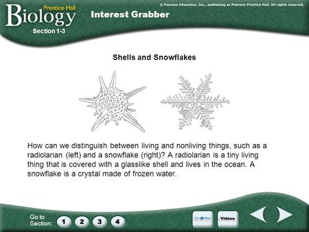 Interest Grabber Shells and Snowflakes
