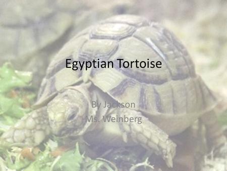 Egyptian Tortoise By Jackson Ms. Weinberg. Egyptian Tortoise.