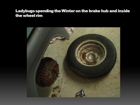 Ladybugs spending the Winter on the brake hub and inside the wheel rim.
