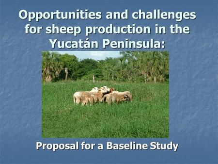 Opportunities and challenges for sheep production in the Yucatán Peninsula: Proposal for a Baseline Study.