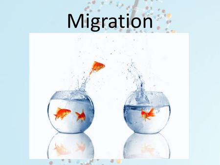 Migration. Q1. What would be the trend for allele frequencies of populations that that are large vs. very small? A.Large populations will have a greater.