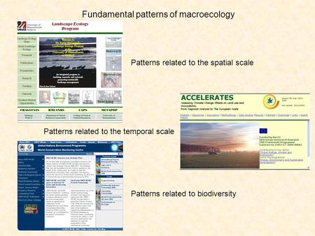 Fundamental patterns of macroecology Patterns related to the spatial scale Patterns related to the temporal scale Patterns related to biodiversity.