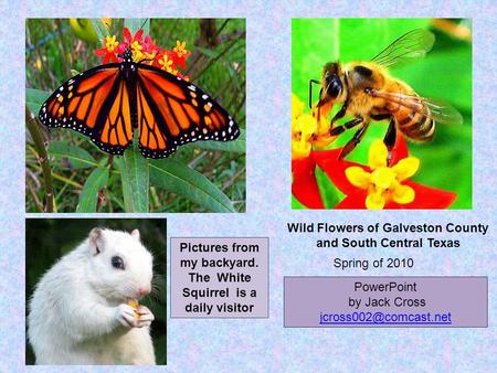 Wild Flowers of Galveston County and South Central Texas