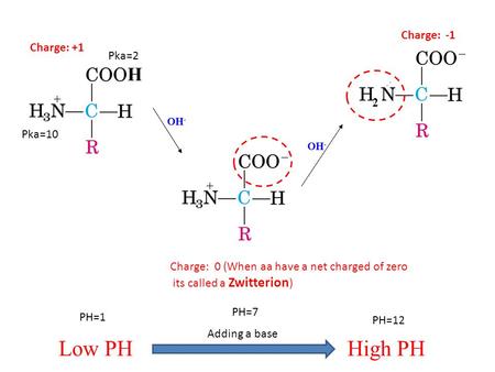 H OH - 2 Charge: +1 Charge: 0 (When aa have a net charged of zero its called a Zwitterion ) Charge: -1 Low PHHigh PH Adding a base PH=1 PH=7 PH=12 Pka=10.