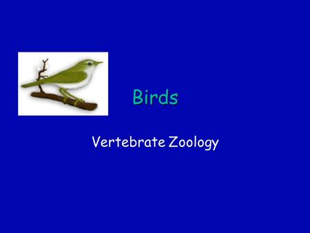 Birds Vertebrate Zoology. Thecodontosaurus Thecodontosaurus.