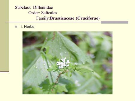 Subclass: Dilleniidae