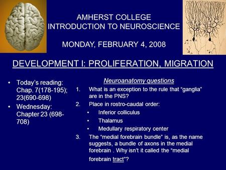 DEVELOPMENT I: PROLIFERATION, MIGRATION Today’s reading: Chap. 7(178-195); 23(690-698) Wednesday: Chapter 23 (698- 708) AMHERST COLLEGE INTRODUCTION TO.