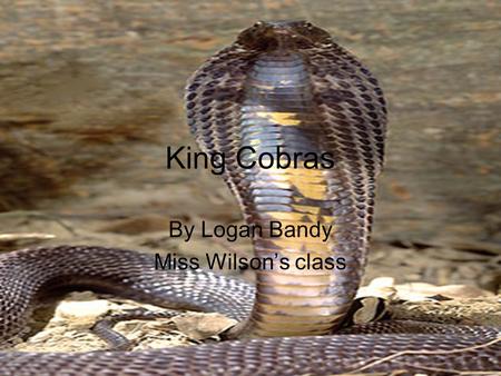 King Cobras By Logan Bandy Miss Wilson’s class. Interesting facts King cobras are the largest venomous snake in the world. They can grow up to 18 feet.