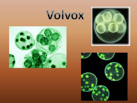 Kingdom: Protista (Under the Five Kingdom System) Phylum: Green Algae Division: Chlorophyta The Volvox is a plant-like Protist and a photosynthetic organism.