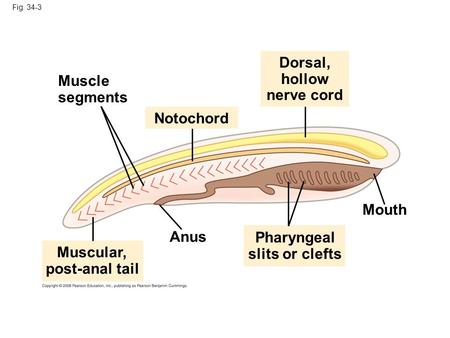 Fig. 34-3 Dorsal, hollow nerve cord Anus Muscular, post-anal tail Pharyngeal slits or clefts Notochord Mouth Muscle segments.