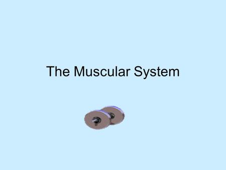 The Muscular System. Functions (what it does) Produces movement by contracting Helps with posture (result of muscles contracting) Joint stability Generates.
