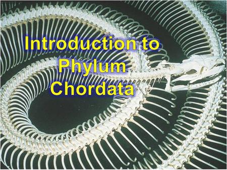 The Chordates –Dorsal nerve (Spinal) cord –Notochord or backbone/vertebrae –Tail (at some stage of the life cycle) –Muscle Blocks –Gill Slits (at.