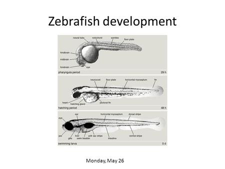 Zebrafish development Monday, May 26. Zebrafish An ideal subject for imaging and manipulation. Very small species of minnow Native to the Ganges region.