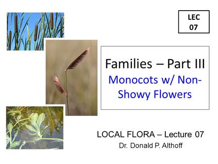 LOCAL FLORA – Lecture 07 Dr. Donald P. Althoff LEC 07 Families – Part III Monocots w/ Non- Showy Flowers.
