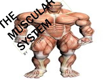 THE MUSCULAR SYSTEM BY EPIC IJAH INTRODUCTION YOU WILL BE SEEING INFORMATION ABOUT THE MUSCULAR SYSTEM LIKE: THE FUNCTIONS, THE GOOD THINGS OR BAD THINGS.