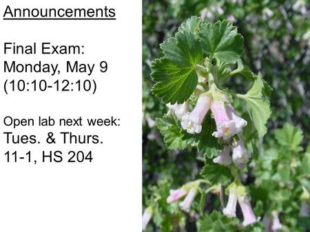 Announcements Final Exam: Monday, May 9 (10:10-12:10) Open lab next week: Tues. & Thurs. 11-1, HS 204.