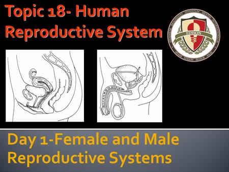 Topic 18- Human Reproductive System